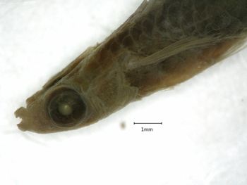 Media type: image;   Ichthyology 6261 Aspect: head lateral,description